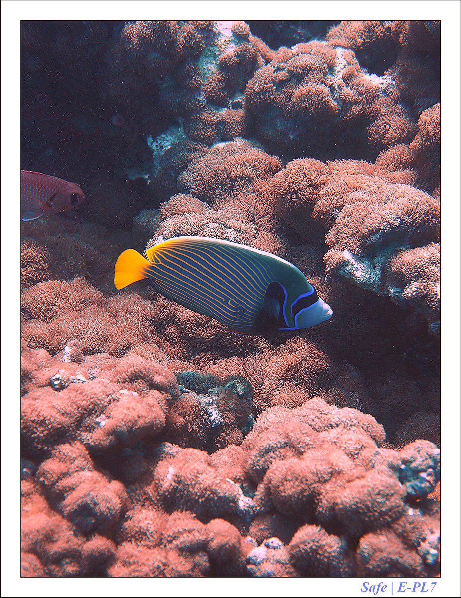 2019 - 07 - Snorkeling maldives - 07